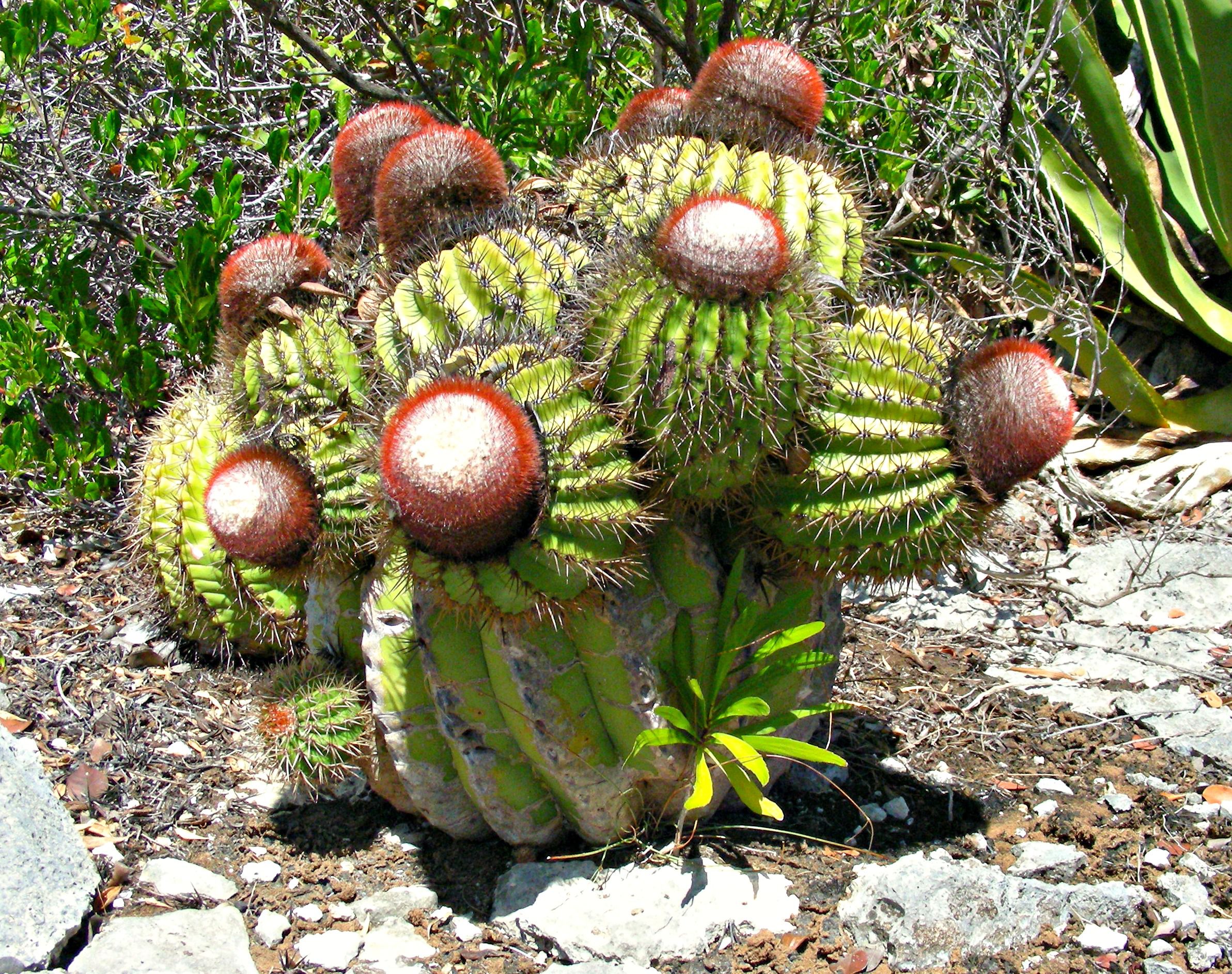 types of outdoor cactus plants